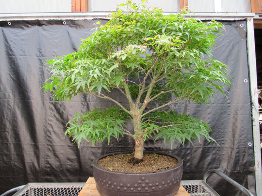 japanese neem bonsai tree 71 Year Old Dwarf Japanese Maple Bonsai Tree