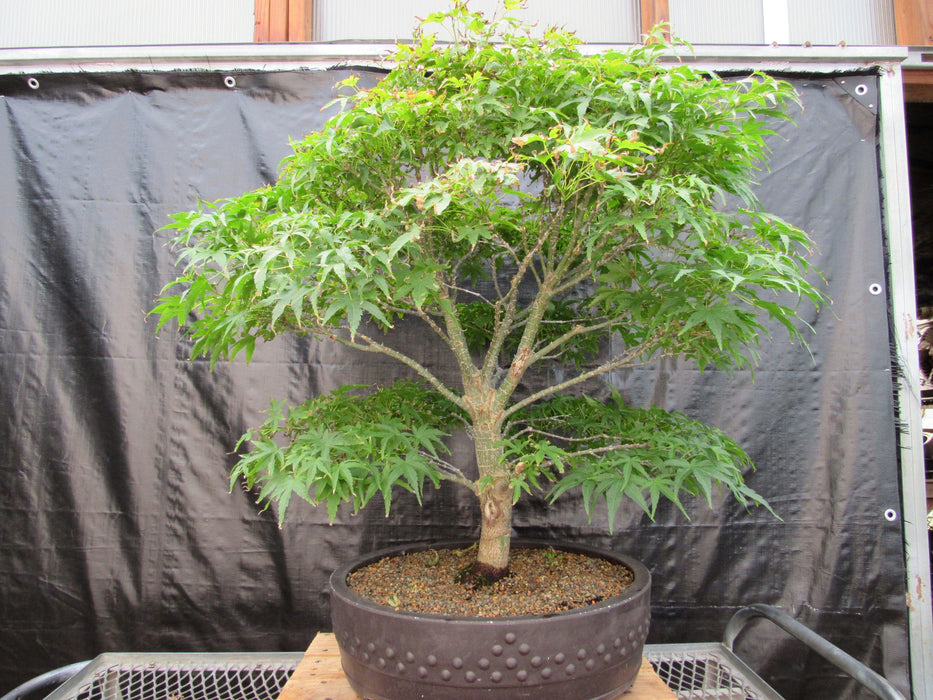 71 Year Old Dwarf Japanese Maple Bonsai Tree Back