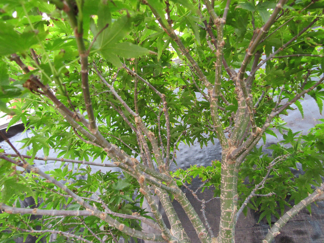 71 Year Old Dwarf Japanese Maple Bonsai Tree Branch Structure