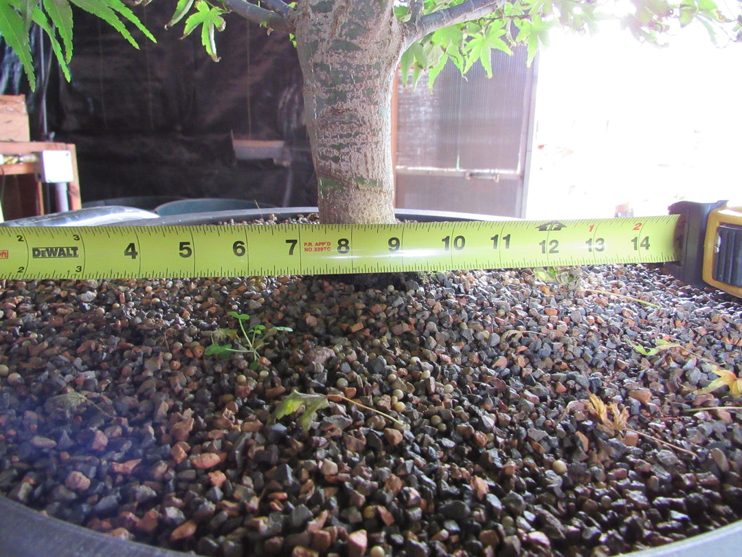 71 Year Old Dwarf Japanese Maple Bonsai Tree Width