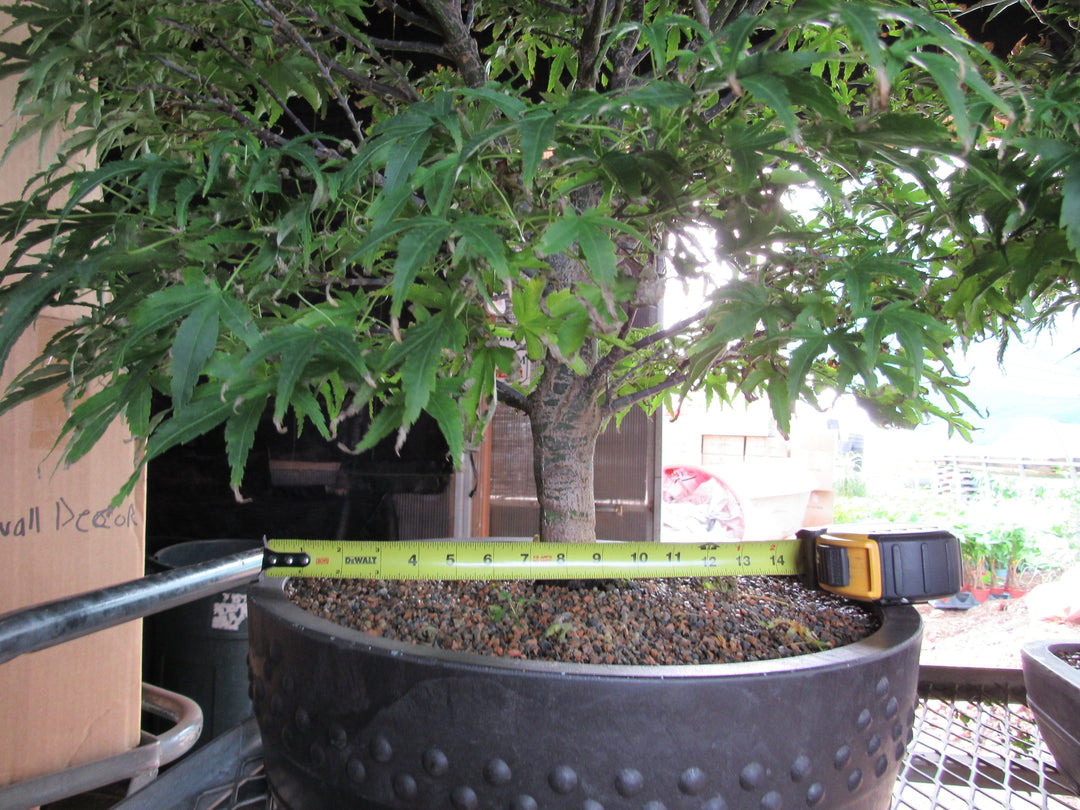 71 Year Old Dwarf Japanese Maple Bonsai Tree Size