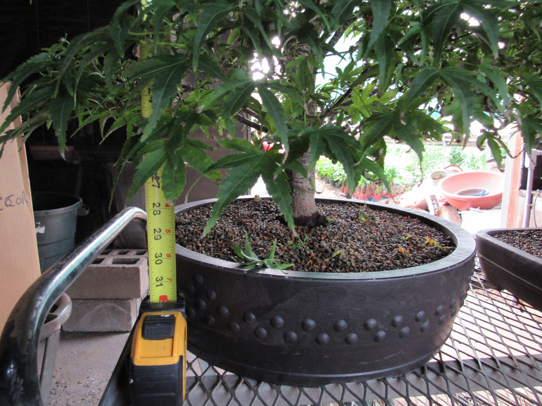 71 Year Old Dwarf Japanese Maple Bonsai Tree Height