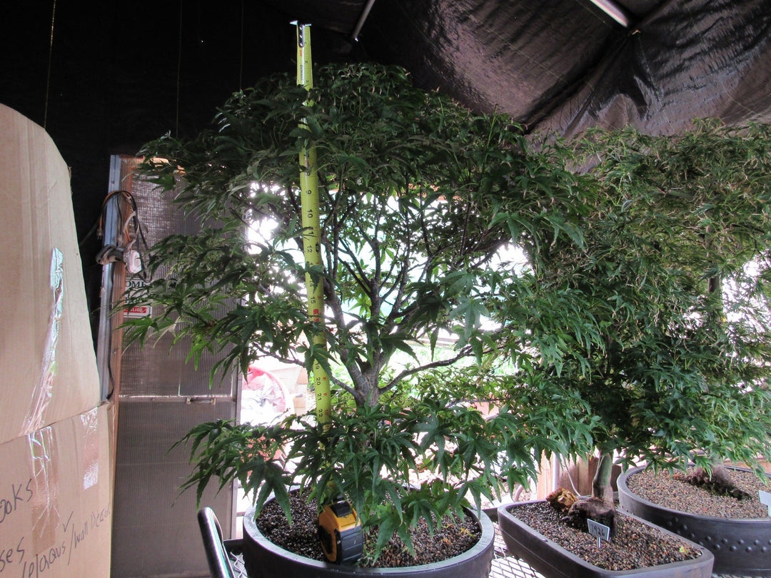 71 Year Old Dwarf Japanese Maple Bonsai Tree Tall