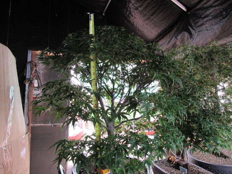 71 Year Old Dwarf Japanese Maple Bonsai Tree Big Bonsai