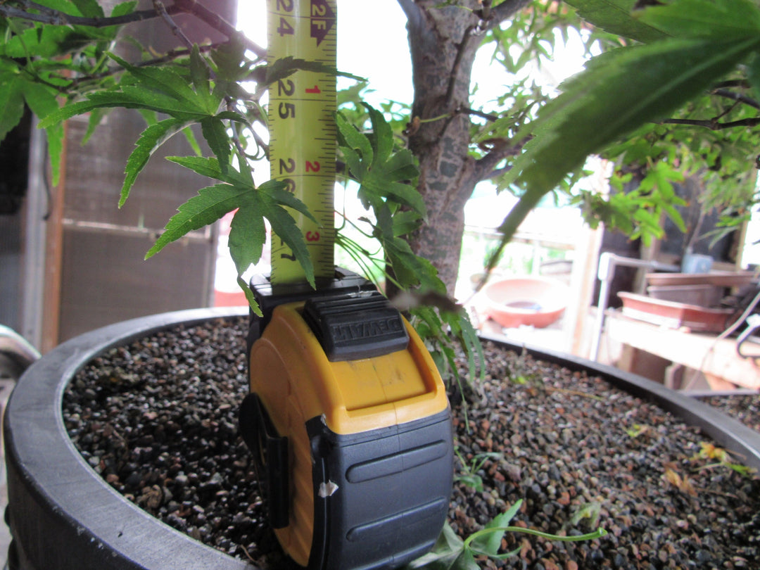 71 Year Old Dwarf Japanese Maple Bonsai Tree Great Size