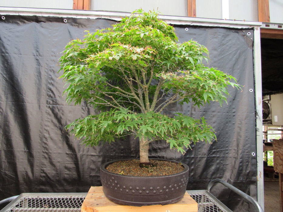 71 Year Old Dwarf Japanese Maple Bonsai Tree Profile