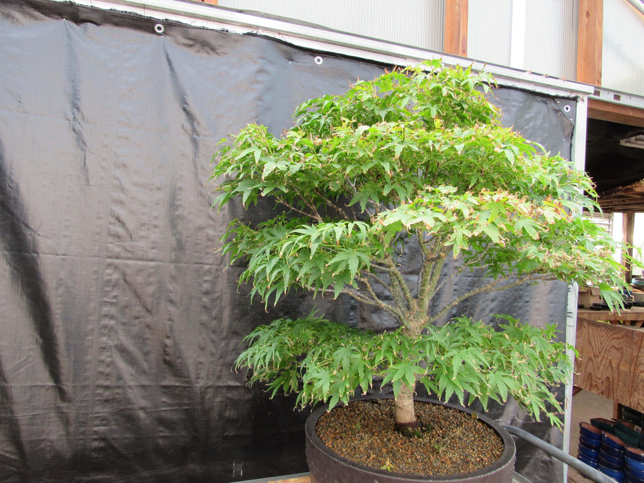 71 Year Old Dwarf Japanese Maple Bonsai Tree Side