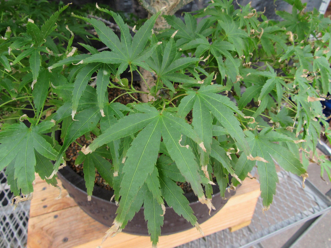 71 Year Old Dwarf Japanese Maple Bonsai Tree Leaves