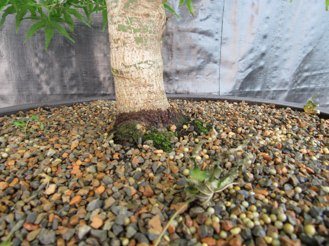 71 Year Old Dwarf Japanese Maple Bonsai Tree Trunk Base