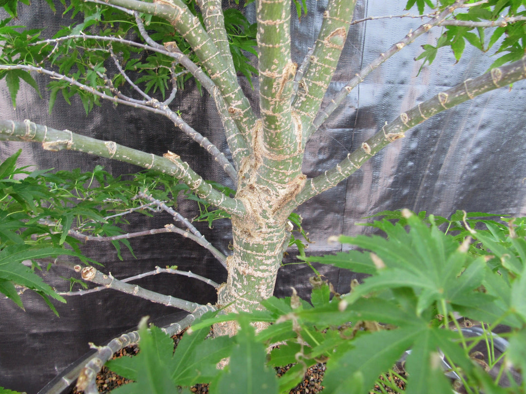 71 Year Old Dwarf Japanese Maple Bonsai Tree Bark