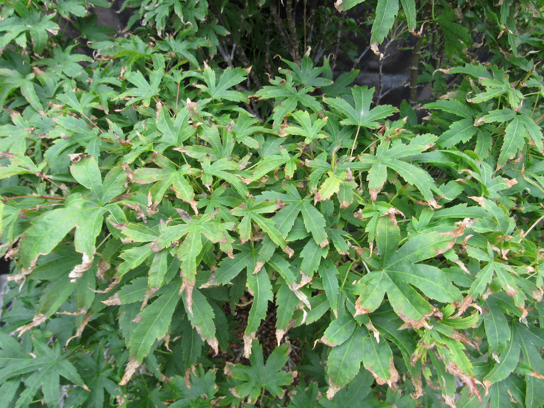 71 Year Old Dwarf Japanese Maple Bonsai Tree Canopy
