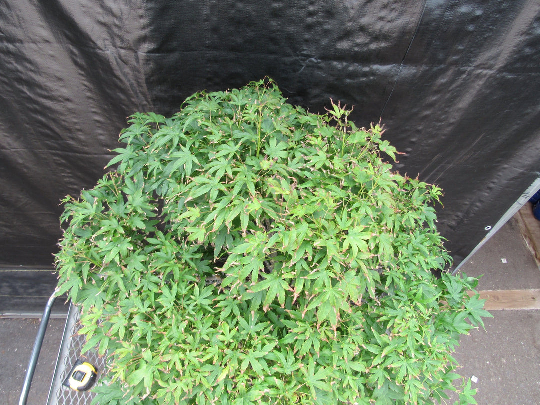 71 Year Old Dwarf Japanese Maple Bonsai Tree Birds Eye