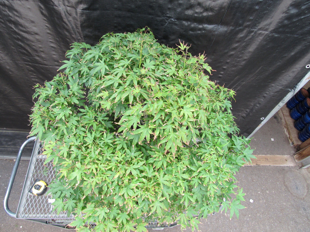 71 Year Old Dwarf Japanese Maple Bonsai Tree Fall Foliage Begins