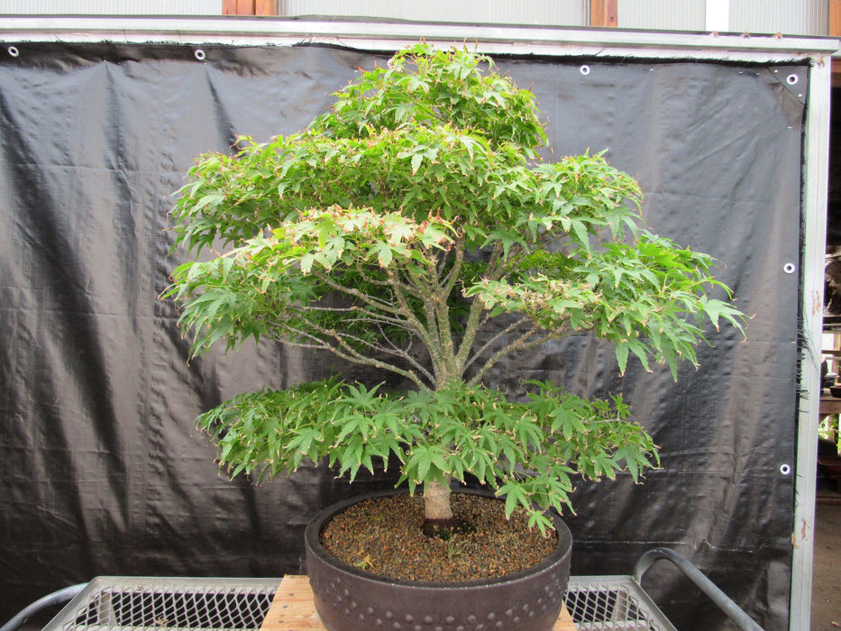indoor japanese maple bonsai tree 71 Year Old Dwarf Japanese Maple Bonsai Tree