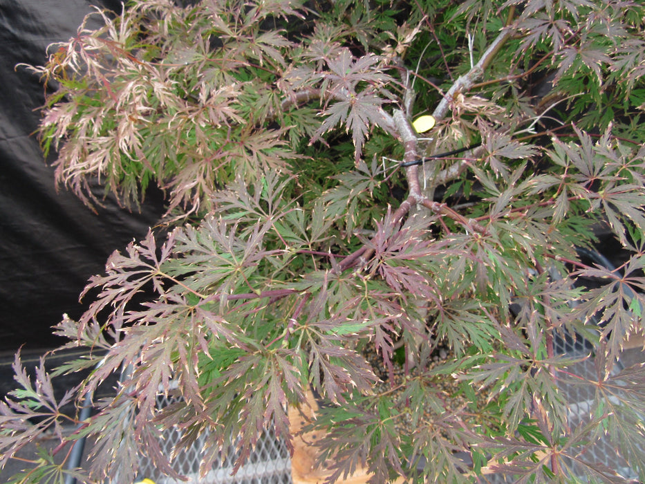 71 Year Old Red Dragon Japanese Maple Specimen Bonsai Tree Top