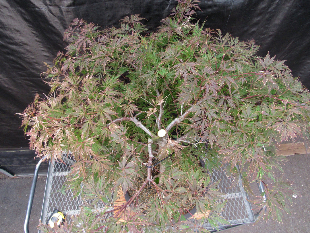 71 Year Old Red Dragon Japanese Maple Specimen Bonsai Tree Birds Eye