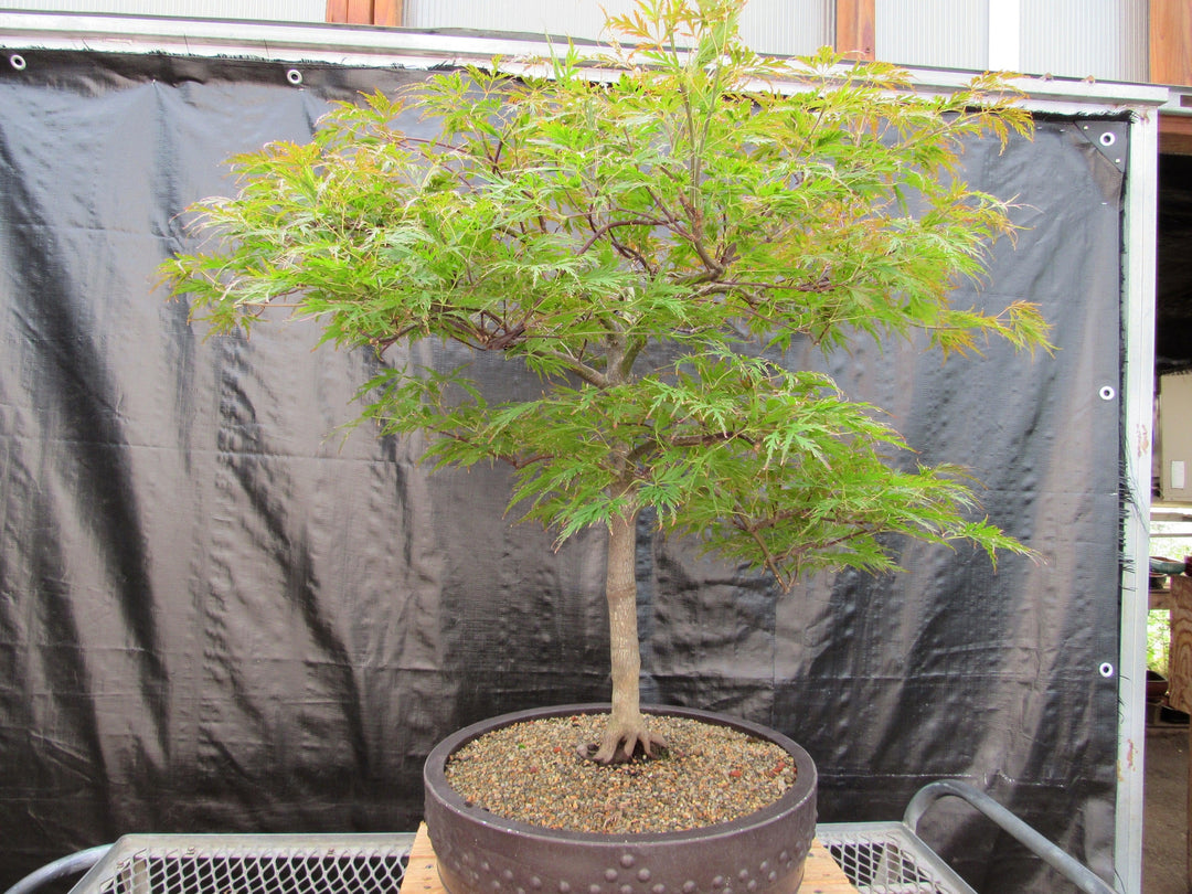 71 Year Old Red Dragon Japanese Maple Specimen Bonsai Tree Back