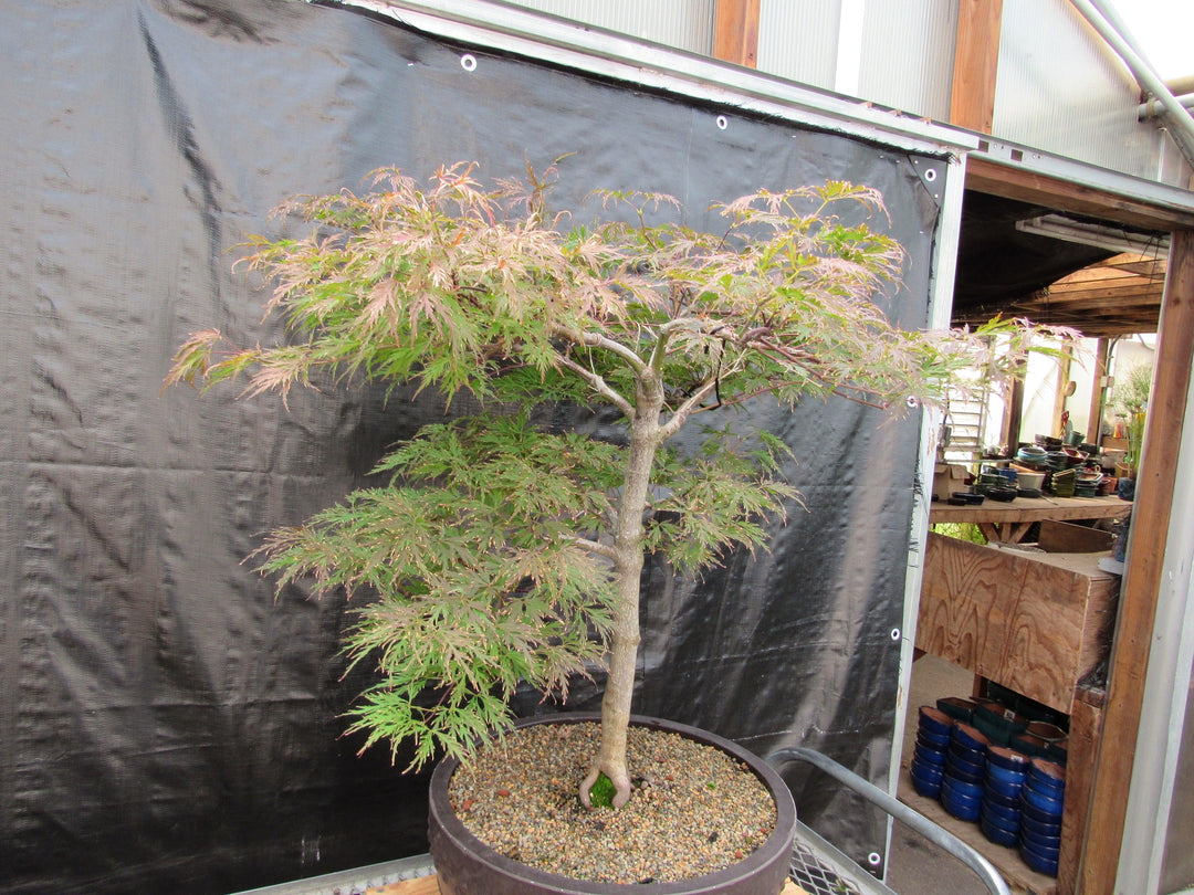 71 Year Old Red Dragon Japanese Maple Specimen Bonsai Tree Side