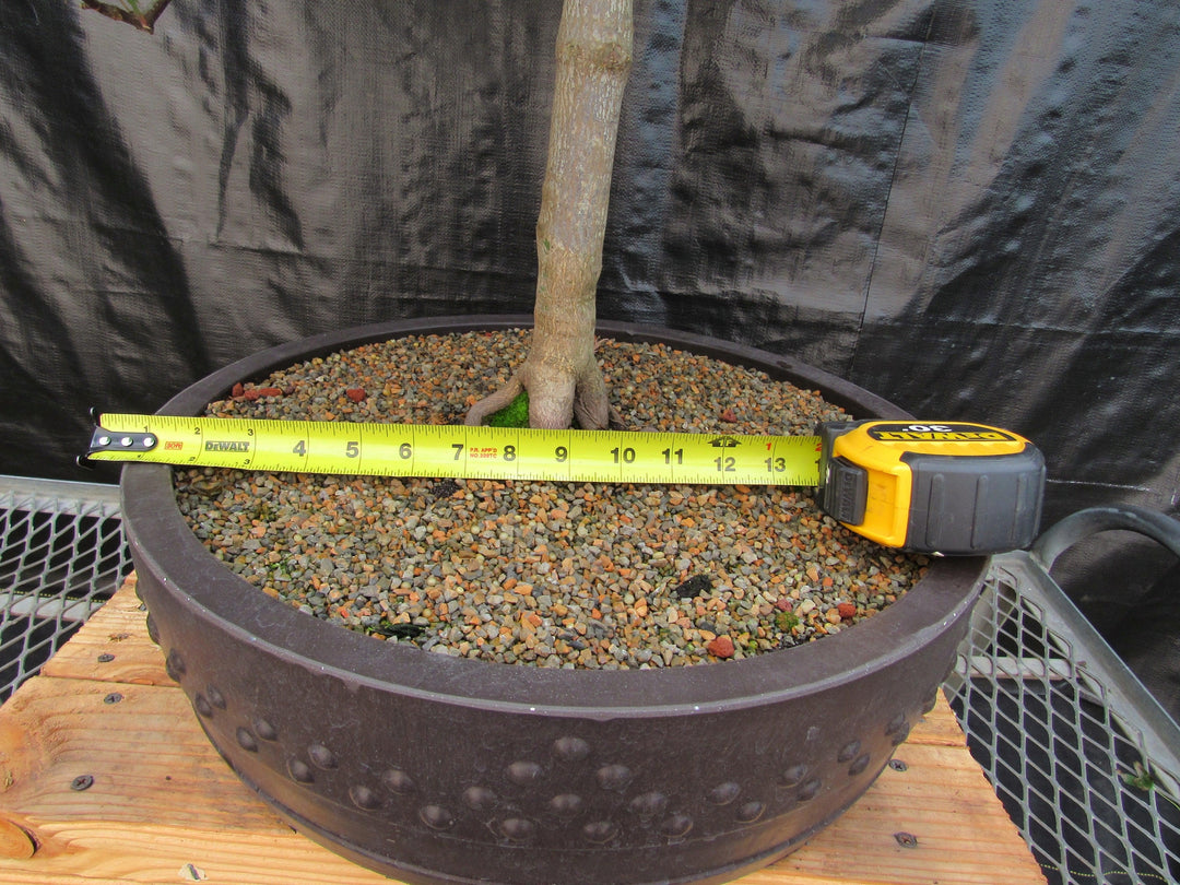 71 Year Old Red Dragon Japanese Maple Specimen Bonsai Tree Width