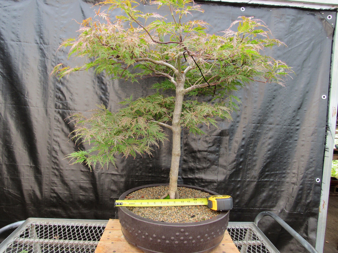 71 Year Old Red Dragon Japanese Maple Specimen Bonsai Tree Size