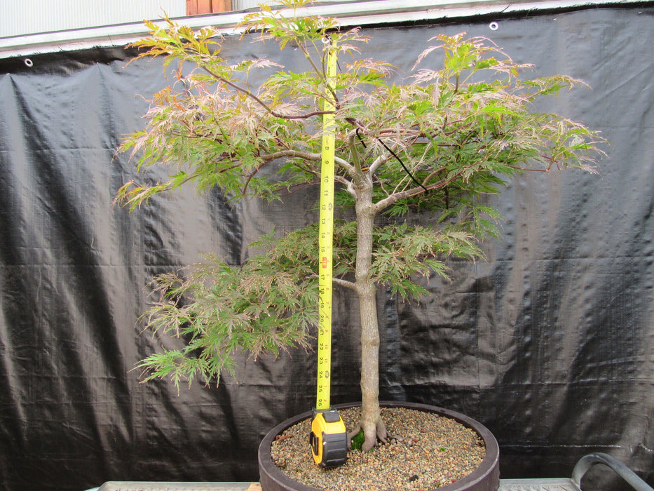 71 Year Old Red Dragon Japanese Maple Specimen Bonsai Tree Height