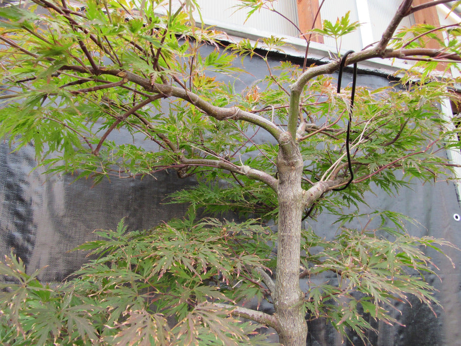 71 Year Old Red Dragon Japanese Maple Specimen Bonsai Tree Training Wire