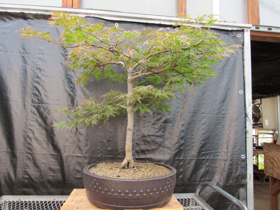 71 Year Old Red Dragon Japanese Maple Specimen Bonsai Tree Profile