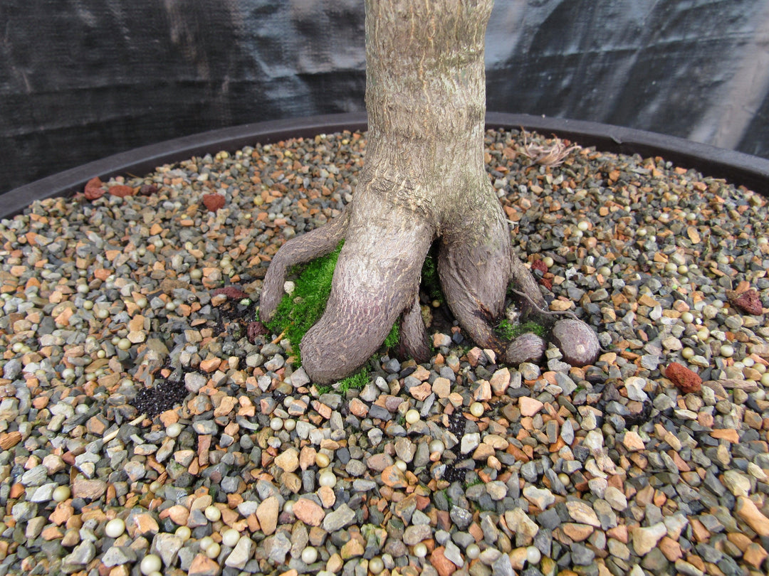 71 Year Old Red Dragon Japanese Maple Specimen Bonsai Tree Trunk