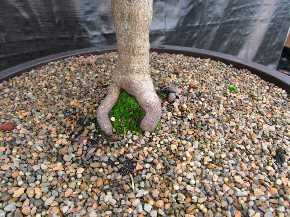 71 Year Old Red Dragon Japanese Maple Specimen Bonsai Tree Roots