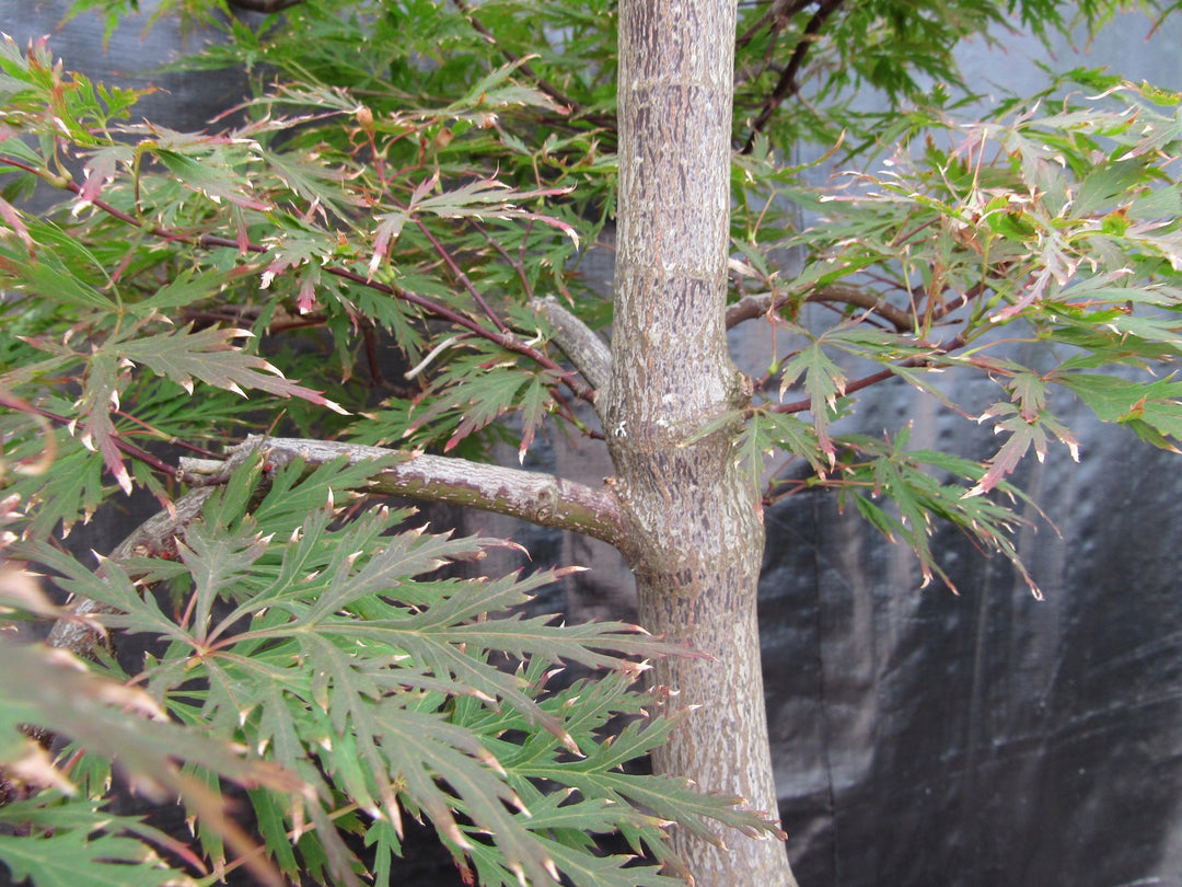 71 Year Old Red Dragon Japanese Maple Specimen Bonsai Tree Branch structure