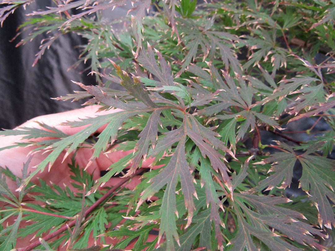 71 Year Old Red Dragon Japanese Maple Specimen Bonsai Tree Fall Foliage