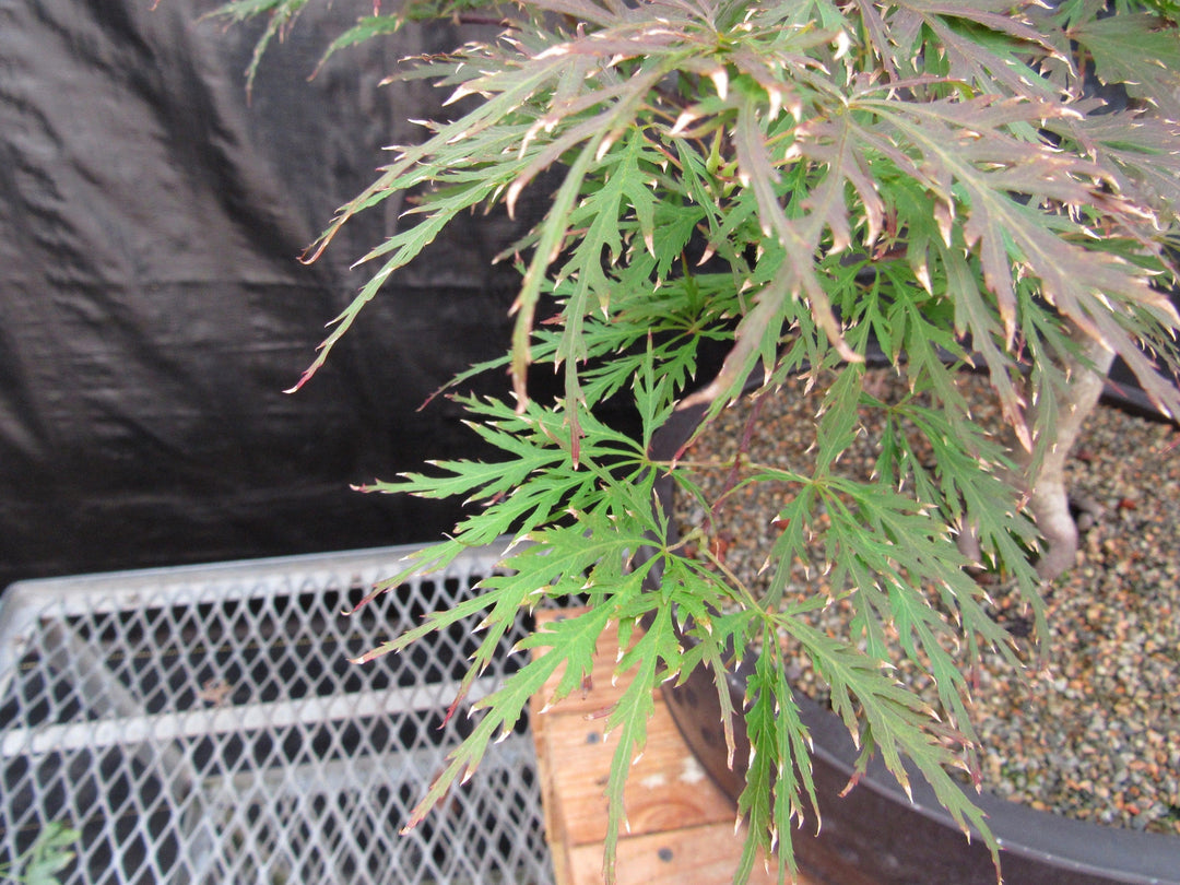 71 Year Old Red Dragon Japanese Maple Specimen Bonsai Tree Leaves