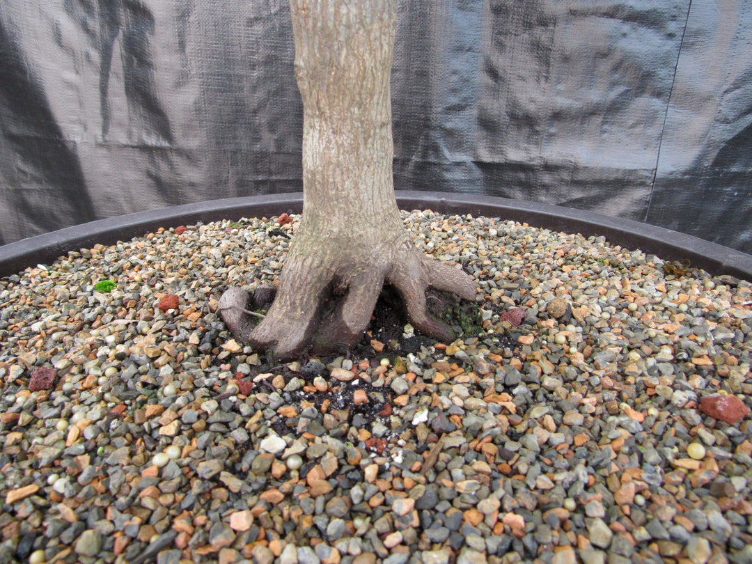 71 Year Old Red Dragon Japanese Maple Specimen Bonsai Tree Back Rootball
