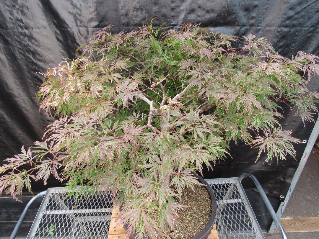 71 Year Old Red Dragon Japanese Maple Specimen Bonsai Tree Canopy