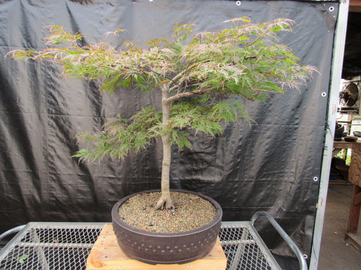 71 Year Old Red Dragon Japanese Maple Specimen Bonsai Tree