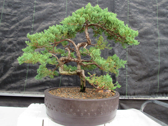 literati pine bonsai 72 Year Old Literati Juniper Specimen Bonsai Tree