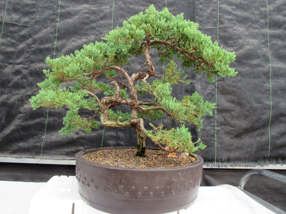 72 Year Old Literati Juniper Specimen Bonsai Tree Back