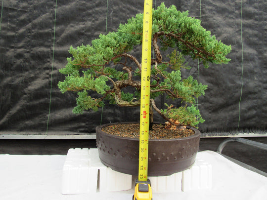 72 Year Old Literati Juniper Specimen Bonsai Tree