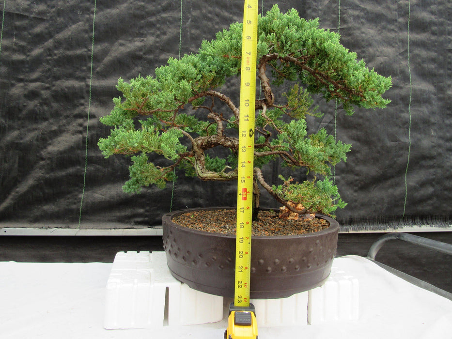 72 Year Old Literati Juniper Specimen Bonsai Tree Height