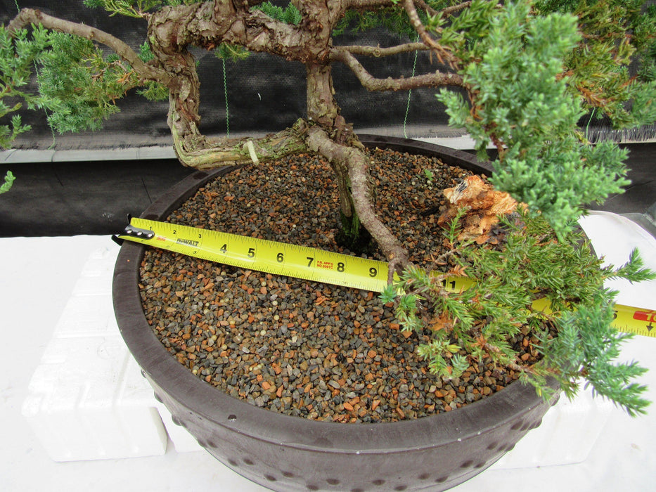 72 Year Old Literati Juniper Specimen Bonsai Tree Size