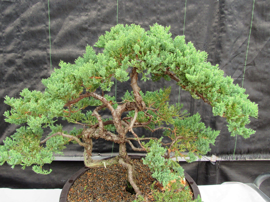 72 Year Old Literati Juniper Specimen Bonsai Tree Profile