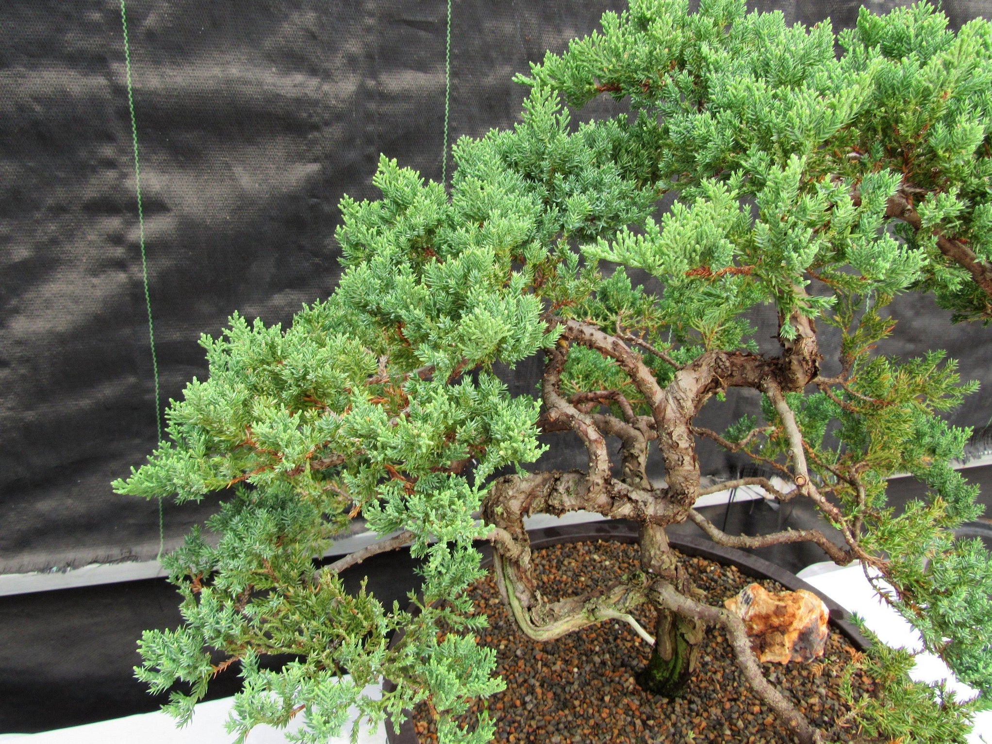 72 Year Old Literati Juniper Specimen Bonsai Tree