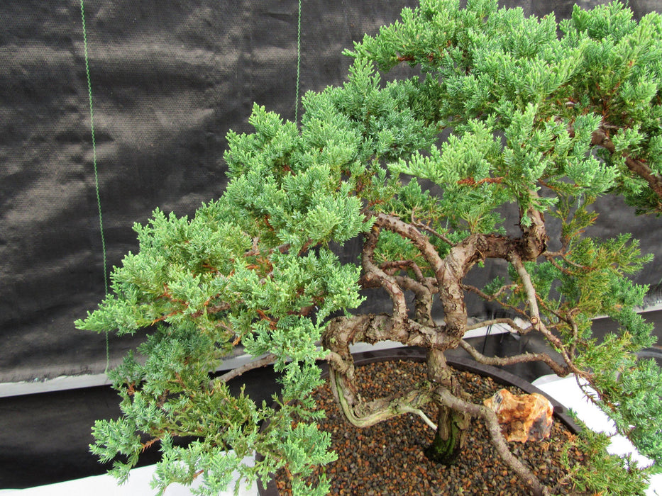 72 Year Old Literati Juniper Specimen Bonsai Tree Side