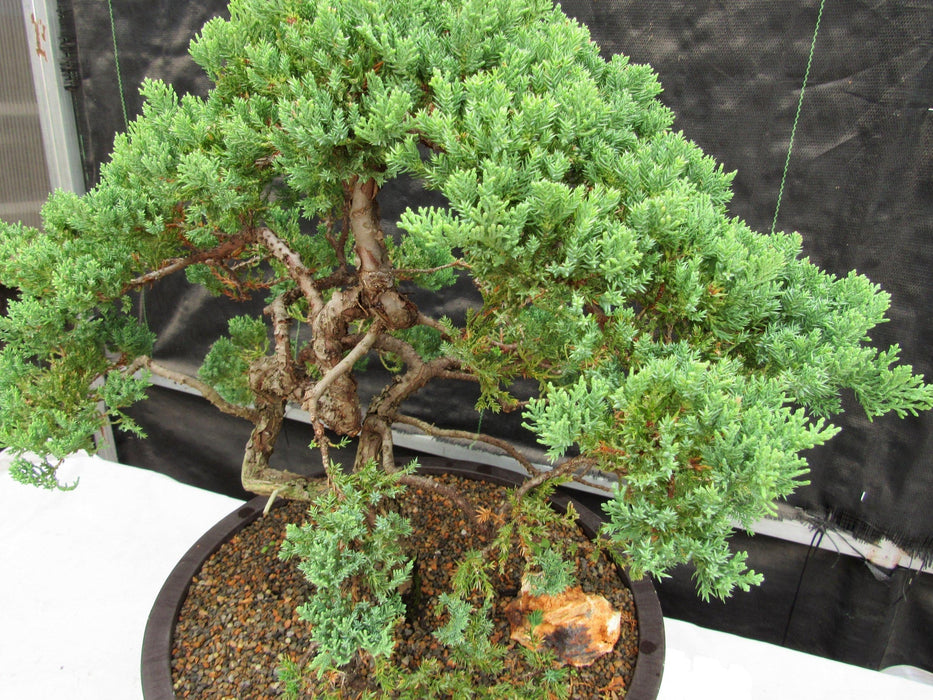 72 Year Old Literati Juniper Specimen Bonsai Tree Foliage