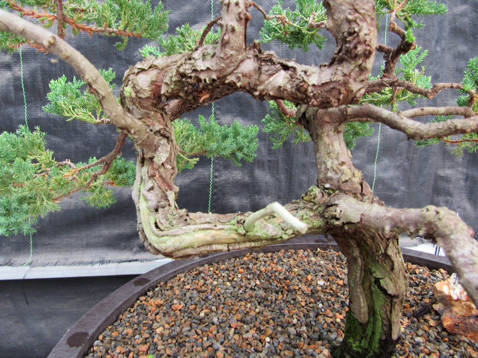 72 Year Old Literati Juniper Specimen Bonsai Tree Jin