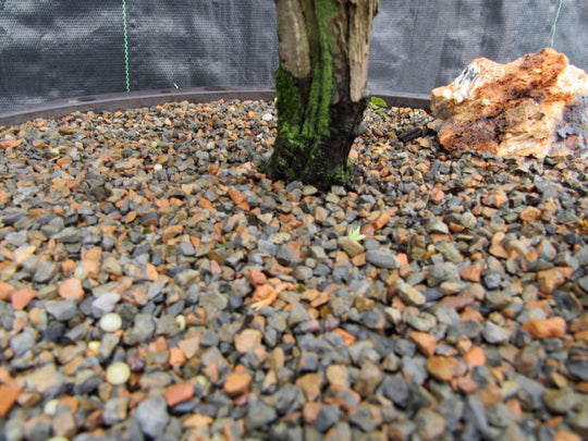 bonsai tree gravel 72 Year Old Literati Juniper Specimen Bonsai Tree