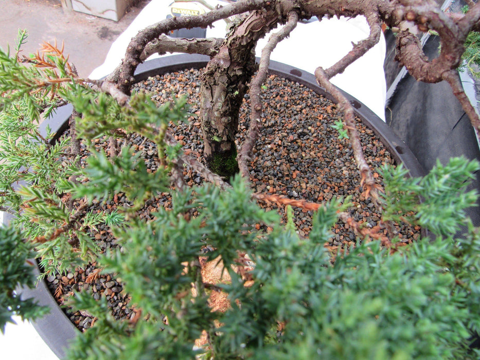 72 Year Old Literati Juniper Specimen Bonsai Tree Top