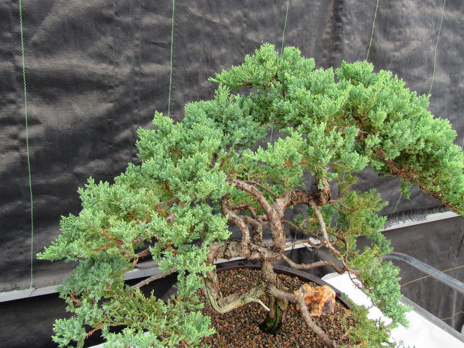 72 Year Old Literati Juniper Specimen Bonsai Tree Leaves