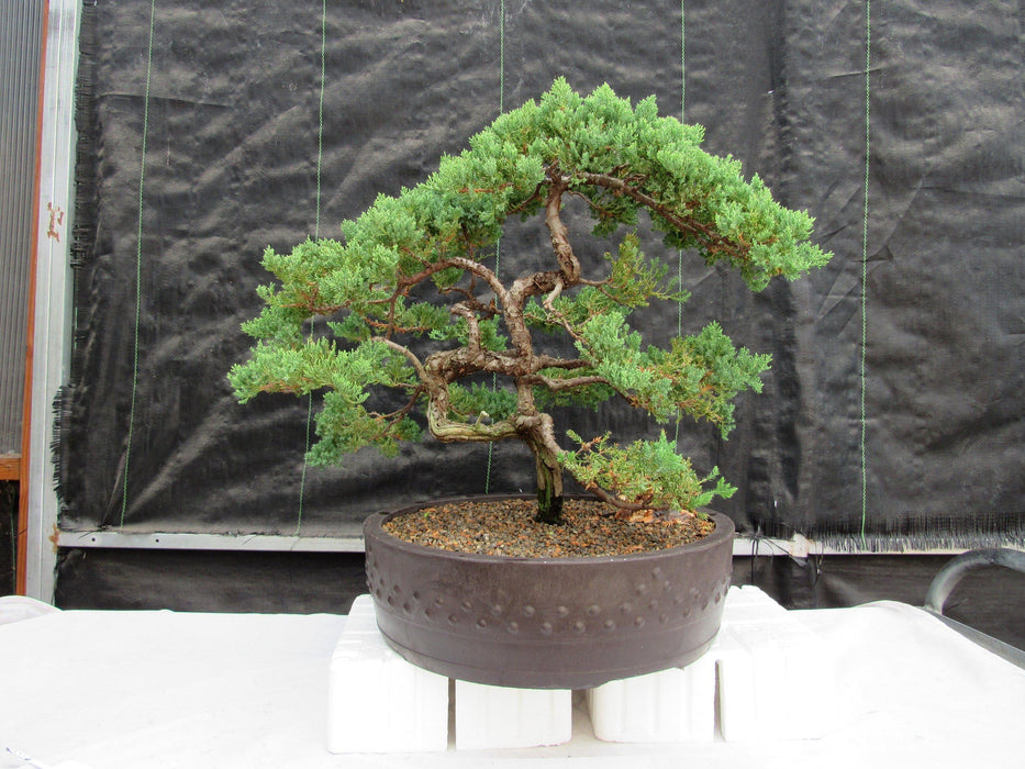 72 Year Old Literati Juniper Specimen Bonsai Tree