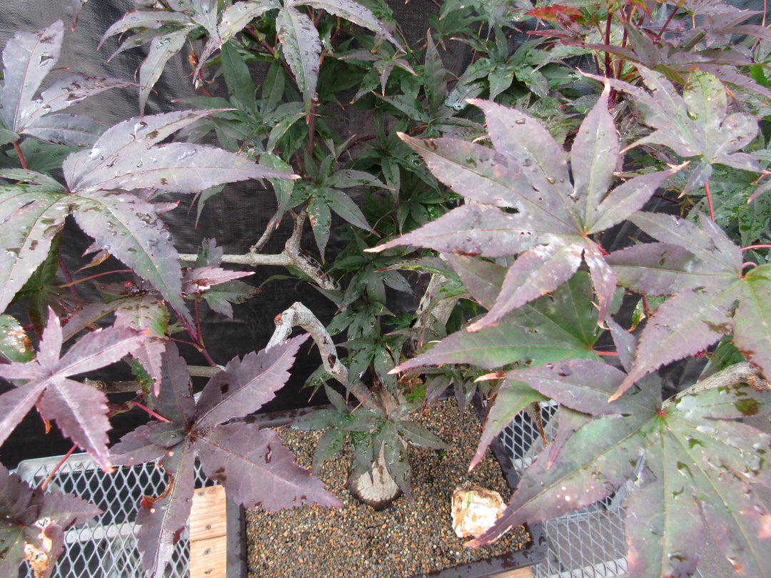 72 Year Old Red Japanese Maple Specimen Bonsai Tree New Growth